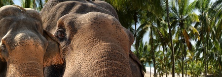 Face of Asian Elephant, or Indian, Kerala, South Indiaの写真素材
