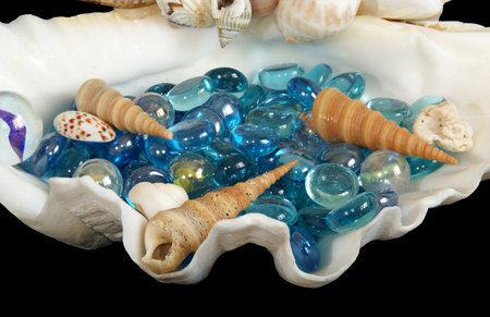 Sea shellの写真素材