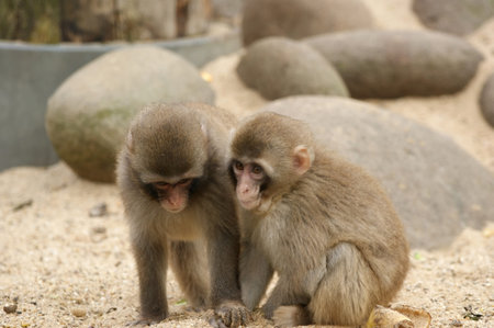 The large image of two small fluffy light brown monkeys.