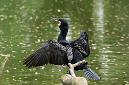 The large image of a black cormorant with the open wings, sitting on a branch on the bank of a reservoirの写真素材