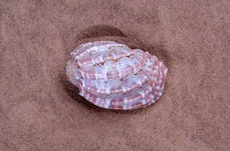 seashell on the sand, closeupの写真素材