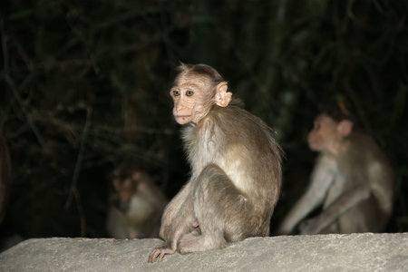 monkey (macaque) in a natural environment, South India, Kerala