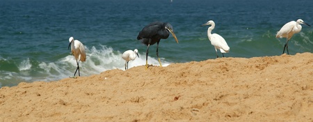 Herons on a sandy beach near the ocean. Kerala, South Indiaの写真素材