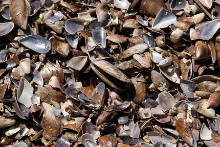 Background of seashells, closeup