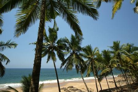 Coconut palms on the ocean shoreの写真素材