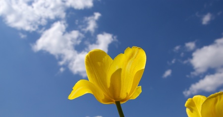 Beautiful yellow tulips on a background of blue sky with clouds in the sunny weatherの写真素材