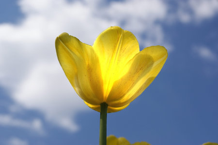 Beautiful yellow tulips on a background of blue sky with clouds in the sunny weatherの写真素材
