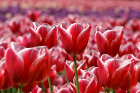 A field of beautiful red tulips closeup in the rays of sunlightの写真素材