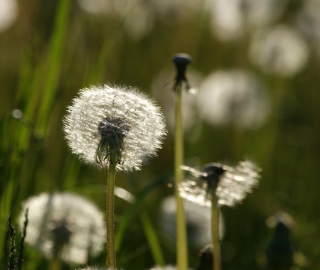 The heads of large white fluffy dandelions in the spring fieldの写真素材