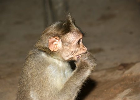 monkey (macaque) in a natural environment, South India, Kerala