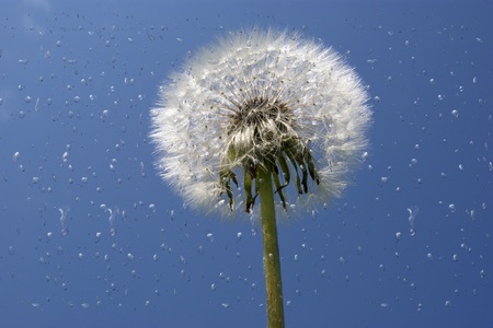 White Dandelion close up against the blue clear skyの写真素材