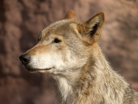 The large image of a standing wolf to the utmost