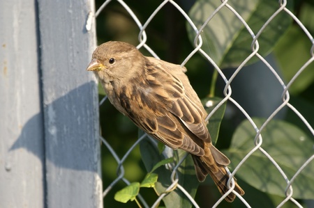 The large image of a small grey sparrow の写真素材