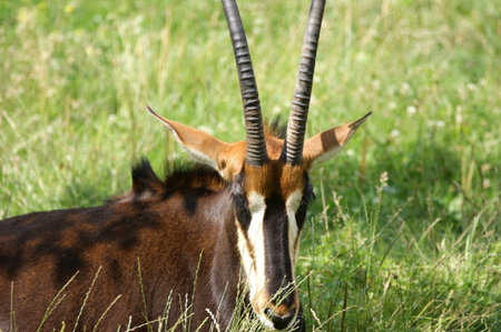 The large image of a head of a brown goat on the nature