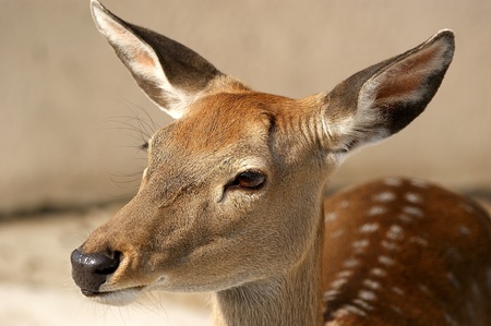 The large image of a head of a brown small deer on the natureの写真素材