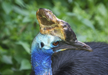 The large image of cassowary on the nature