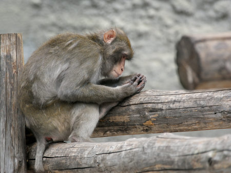 The large image of a brown Japanese macaque (snow monkey) on the nature