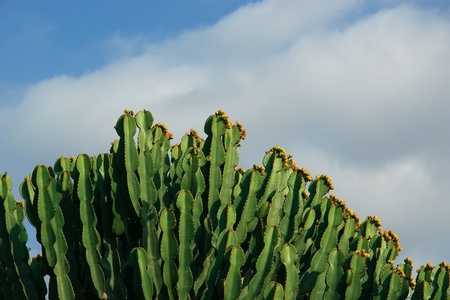 cactuses closeup in natural conditions, on clear sky backgroundの写真素材