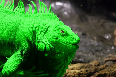 Green Iguana or Common Iguana (Iguana iguana) is a large, arboreal herbivorous species of lizard of the genus Iguana native to Central and South Americaの写真素材