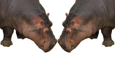 The hippopotamus (Hippopotamus amphibius), Isolated on white