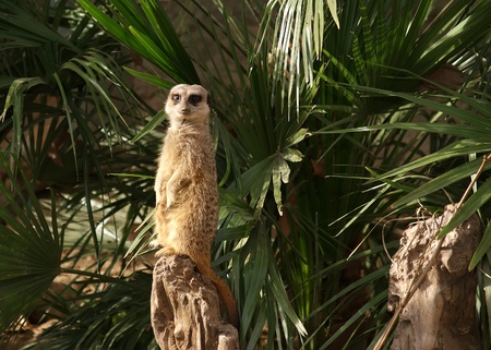 The meerkat or suricate (Suricata, suricatta), a small mammal, is a member of the mongoose familyの写真素材