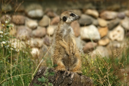 The meerkat or suricate (Suricata, suricatta), a small mammal, is a member of the mongoose familyの写真素材