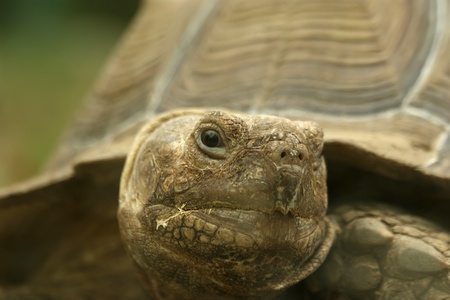 large image of a head of very big tortoiseの写真素材