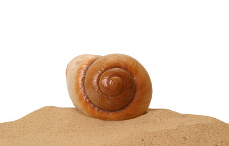 Large seashell on the sand, Studio shot