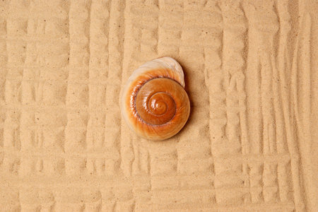 Large seashell on the sand, Studio shot
