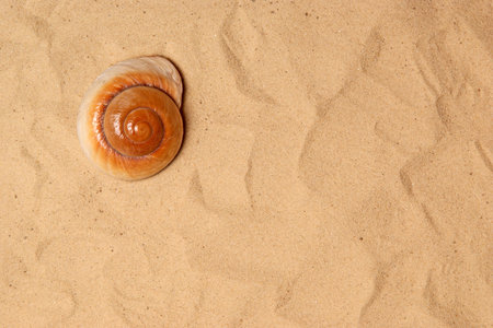 Large seashell on the sand, Studio shot