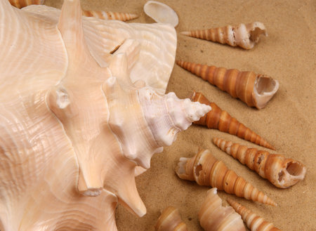 Large seashells on the sand, Studio shot