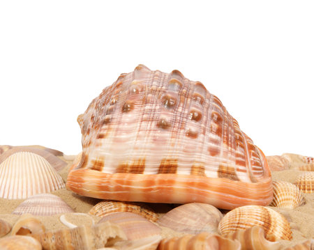 Large seashells on the sand, Studio shot