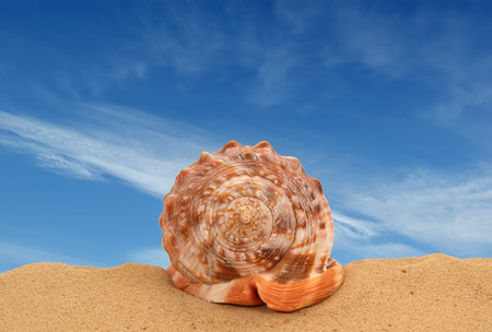 Large seashell on the sand, Studio shot