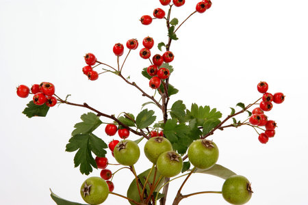 Autumn bouquet with berries of hawthorn and pear in a glass vase on a white background