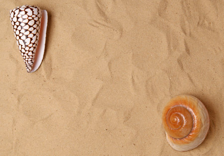 Large seashell on the sand, Studio shotの写真素材