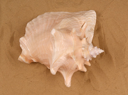Large seashells on the sand, Studio shot