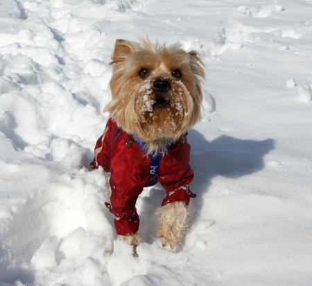 Yorkshire terrier playing in the snow in the winterの写真素材