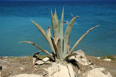 some agaves on the seaの写真素材