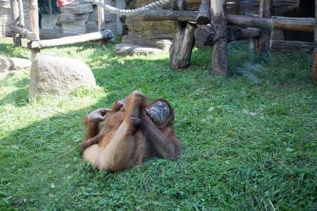 large image of the big terrible orangutanの写真素材