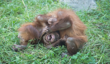 large image of the big terrible orangutanの写真素材