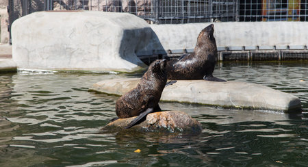 Northern Fur Seals, the smallest seals, Moscow zoo の写真素材