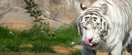 White Bengal Tiger, Moscow zoo. Russiaの写真素材