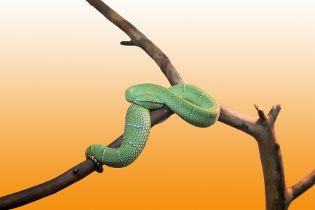 Emerald tree boa closeup, の写真素材