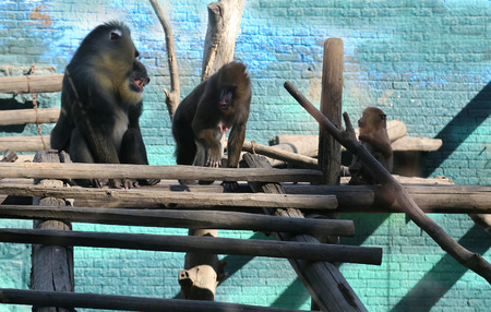 mandrill (Mandrillus sphinx) is a primate of the Old World monkey (Cercopithecidae) family, closely related to the baboons and even more closely to the drill. の写真素材