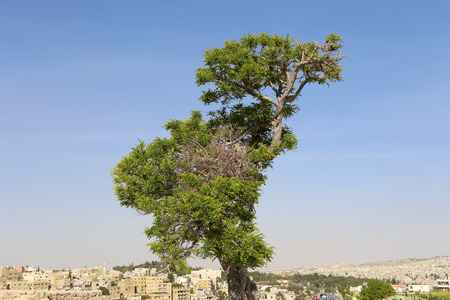 view of Amman's skyline, Jordanの写真素材