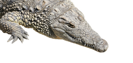 A closeup photo of a crocodileの写真素材