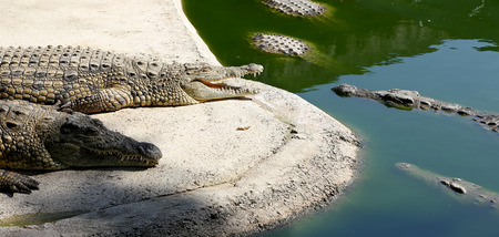 A closeup photo of a crocodileの写真素材