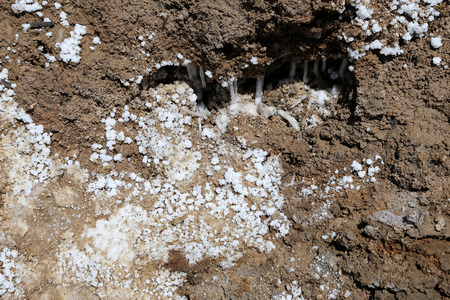 dead sea salt at Jordan, Middle Eastの写真素材
