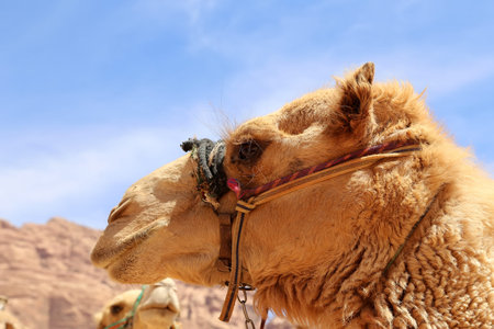 Camel in the Wadi Rum Desert (also known as The Valley of the Moon) is a valley cut into the...