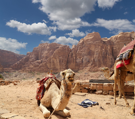 Camel in the Wadi Rum Desert (also known as The Valley of the Moon) is a valley cut into the sandstone and granite rock in southern Jordan 60 km to the east of Aqabaの写真素材